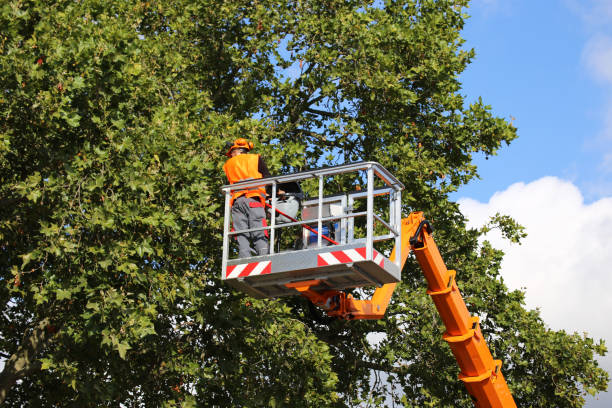 Best Hedge Trimming  in Wauconda, IL